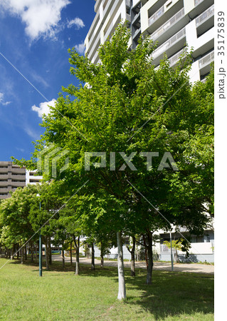マンションの植栽 マンションの植栽 35175839