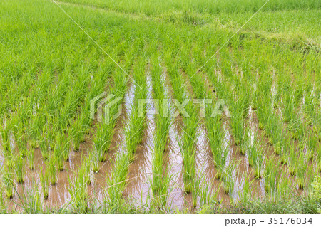 Padi Field Padi Field 35176034
