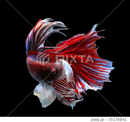 Betta fish, siamese fighting fish, betta splendens 35176842