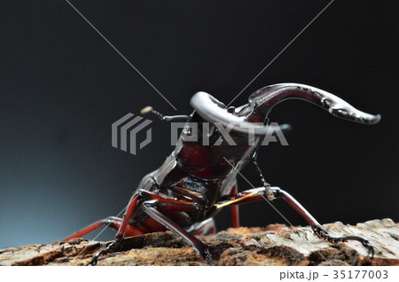国産ノコギリクワガタの樹木の上で　黒背景 35177003