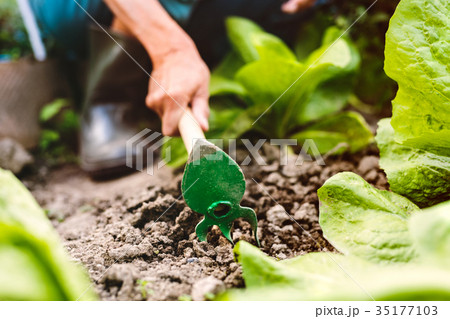Senior woman gardening in the backyard garden. 35177103