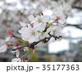 桜、満開 35177363