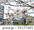 桜、満開 35177365