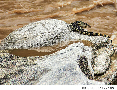 A monitor lizard on a rock near muddy brown water  35177489