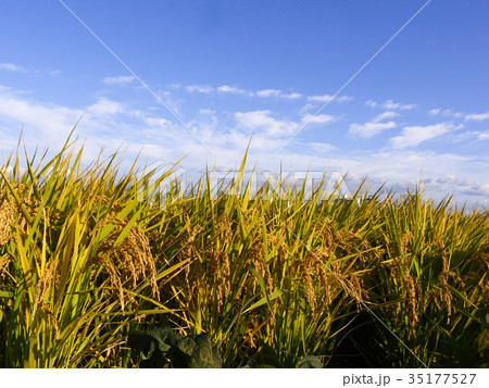 Landscape of rice field of korea 35177527