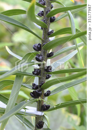 オニユリのむかご 35177987