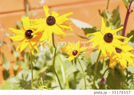 Rudbeckia bloom in garden Rudbeckia bloom in garden 35178357