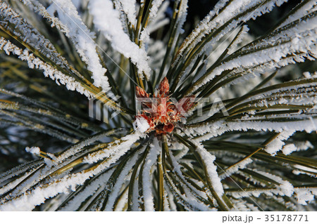 part of fir tree at winter part of fir tree at winter 35178771