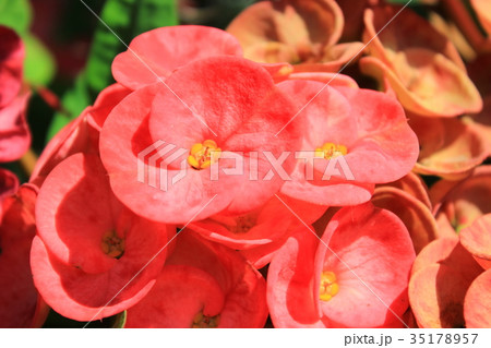 Christ Thorn Christ Thorn 35178957