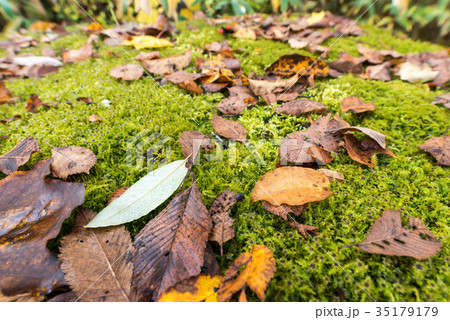 晩秋の足もとの世界 35179179