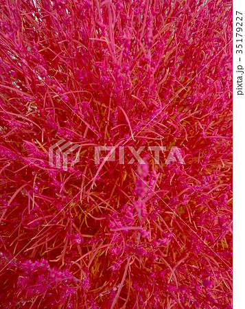 コキア　クローズアップ 35179227