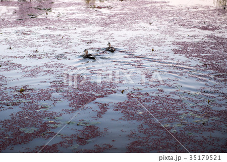 アヒル 扶余郡 噴水 35179521