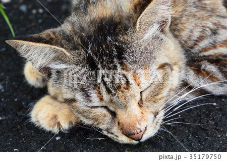 野良猫たち 35179750