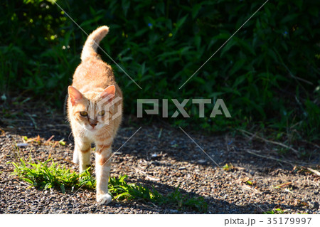 野良猫たち 35179997