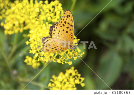 黄色い花とヒョウモンチョウ 黄色い花とヒョウモンチョウ 35180363
