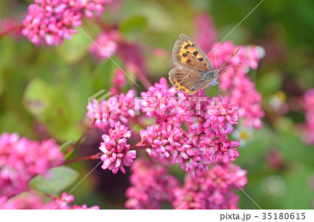 藍蓼の赤い花とベニシジミ蝶 藍蓼の赤い花とベニシジミ蝶 35180615