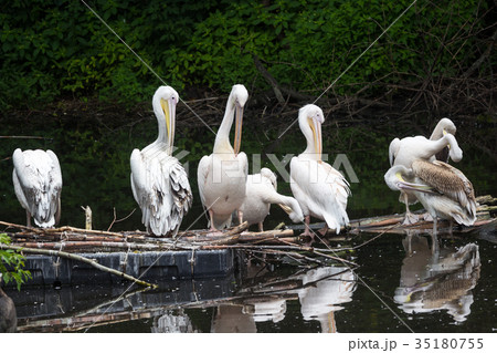 Group Great white pelican sits on a log in the Group Great white pelican sits on a log in the 35180755