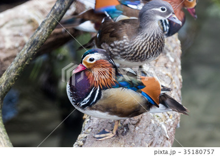 Graceful Male Mandarin Duck, on a dried log above Graceful Male Mandarin Duck, on a dried log above 35180757