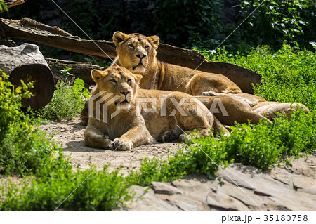lion pride rests after hunting lion pride rests after hunting 35180758