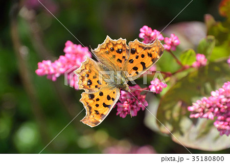 藍の花にキタテハ蝶 35180800