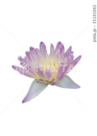 Lotus on white background 35181062