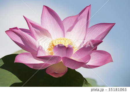 beautiful lotus flower 35181063