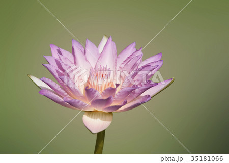 beautiful lotus flower 35181066