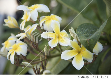 White flowers with green background of leaves 35181074