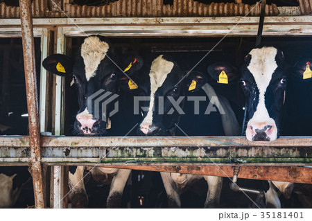 牛舎の乳牛 35181401