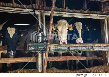 牛舎の乳牛 35181403