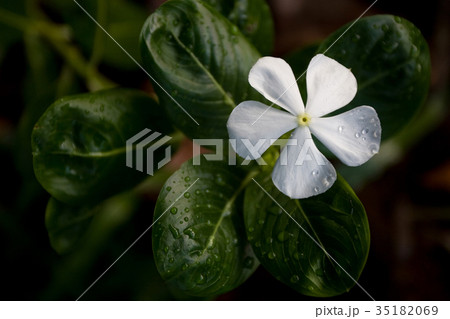 White Periwinkle 35182069