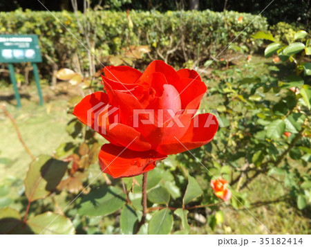 赤い色のバラの花 赤い色のバラの花 35182414