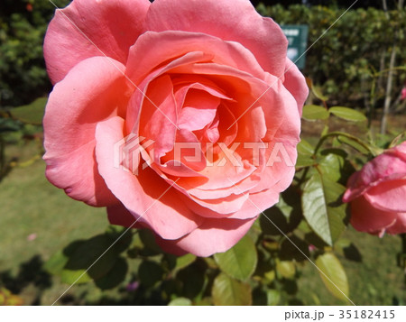 桃色のバラの花 桃色のバラの花 35182415