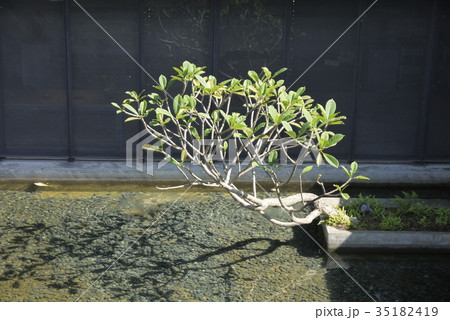 台湾 桃畑 モモ畑 35182419