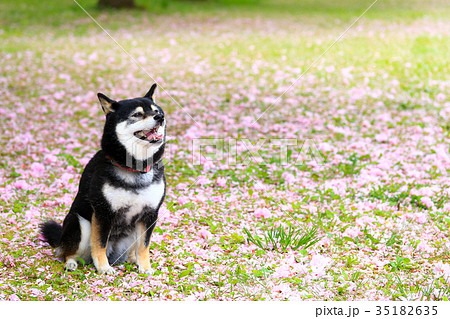 花びらの絨毯だね♪ 花びらの絨毯だね♪ 35182635