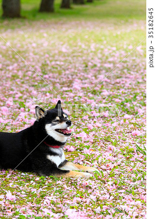 花びらの絨毯だね♪ 35182645