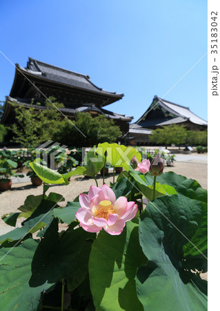 高田本山専修寺の蓮の花と国宝・如来堂と国宝・御影堂 35183042