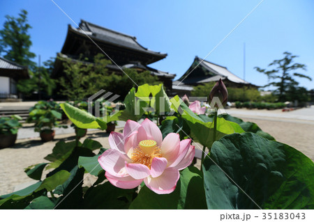 高田本山専修寺の蓮の花と国宝・如来堂と国宝・御影堂 35183043
