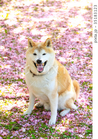 花びらの絨毯だね♪ 花びらの絨毯だね♪ 35183123