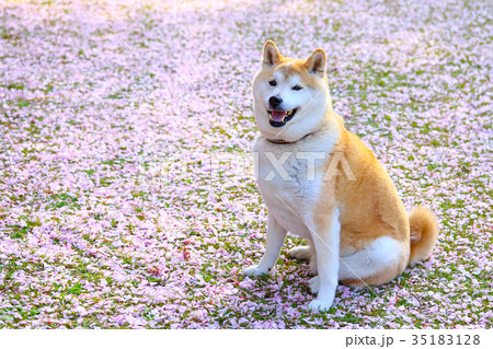 花びらの絨毯だね♪ 花びらの絨毯だね♪ 35183128