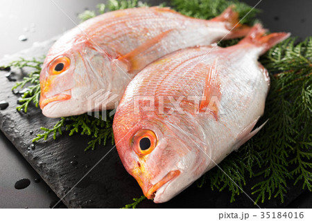 連子鯛 35184016