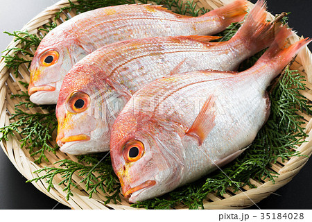 連子鯛 連子鯛 35184028