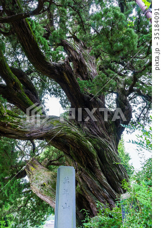 城願寺のビャクシン 35184091