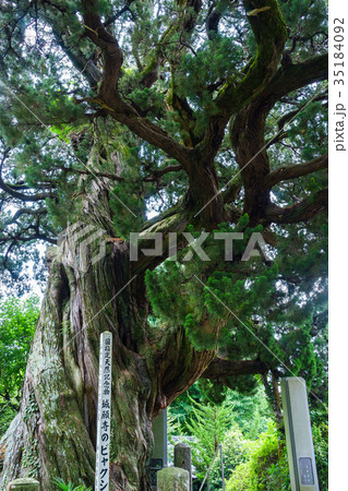 城願寺のビャクシン 35184092