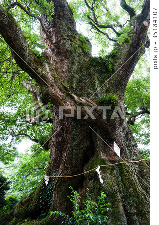 明神の楠 明神の楠 35184107