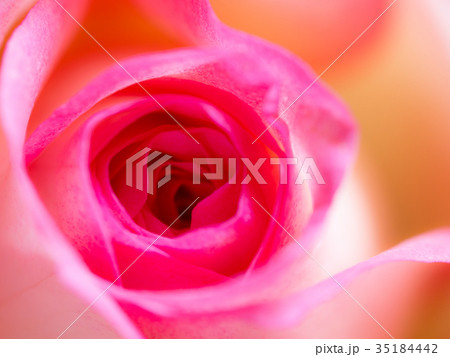 Soft blur focus of close up beautiful rose flower Soft blur focus of close up beautiful rose flower 35184442