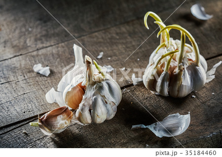 sprouting garlic on wooden table 35184460