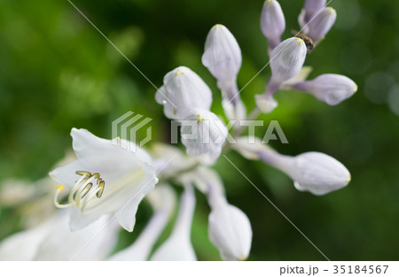 ギボウシ 35184567