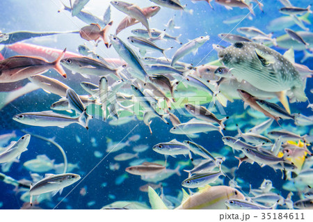 水族館 サンシャイン水族館 魚 エサやりの写真素材