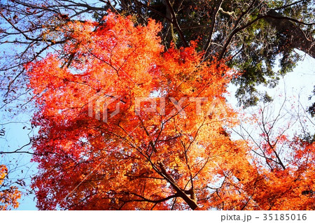 【自然・風景・高尾山】紅葉 35185016